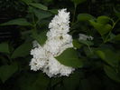 White Lilac Tree (2015, May 03)