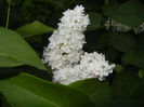 White Lilac Tree (2015, May 03)