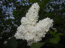 White Lilac Tree (2015, May 03)