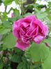 Mme Isaac Perreire