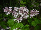 Syringa patula Miss Kim (2015, May 07)