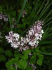 Syringa patula Miss Kim (2015, May 07)