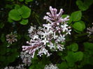 Syringa patula Miss Kim (2015, May 07)