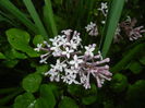 Syringa patula Miss Kim (2015, May 07)
