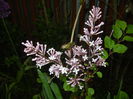 0507 Syringa patula Miss Kim (2015, May 07)06