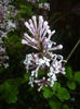 Syringa patula Miss Kim (2015, May 07)