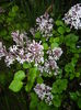 Syringa patula Miss Kim (2015, May 07)