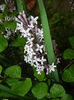 Syringa patula Miss Kim (2015, May 07)