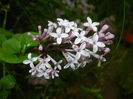 Syringa patula Miss Kim (2015, May 07)