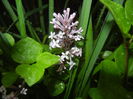 Syringa patula Miss Kim (2015, May 07)