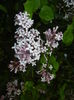 Syringa patula Miss Kim (2015, May 07)