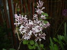 Syringa patula Miss Kim (2015, May 08)