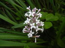 Syringa patula Miss Kim (2015, May 08)