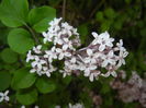 Syringa patula Miss Kim (2015, May 08)