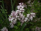 Syringa patula Miss Kim (2015, May 08)