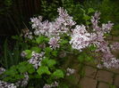 Syringa patula Miss Kim (2015, May 08)