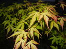 Acer palmatum Katsura (2015, May 03)