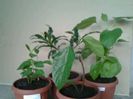 clerodendroni