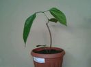 clero splendens