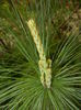 Pinus wallichiana Densa Hill (15, Apr.30)