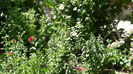 DSC02338