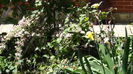 DSC02341