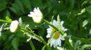 DSC02345