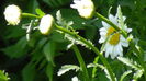 DSC02346