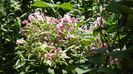 DSC02351