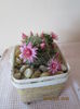 mammillaria