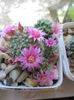 Mammillaria spinosissima