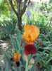 iris bicolor,tufa matura 15lei.
