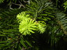 Abies nordmanniana (2014, May 03)