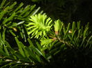 Abies nordmanniana (2014, May 03)