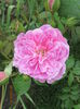 Harlow Carr