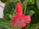 NEW 2015 - Kohleria Luci s Bubbles
