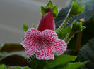 NEW 2015 -  Kohleria Luci s Puzzle