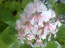 Fotogr.2287