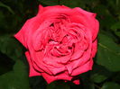 DSCN7726