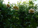 DSCN7729