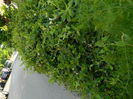 DSCN7746