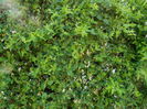 DSCN7749