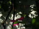 DSCN7766
