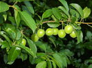 DSCN7781