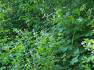 DSCN7797
