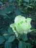 IMG_20150521_203716