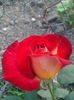 IMG_20150522_180634