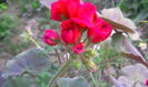 Muscata trandafir