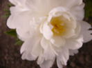 P1240226