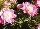 Paeonia Largo